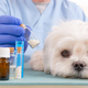 Homeopatija pri živalih: Zdravje v belih kroglicah
