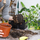 5 najpogostejših napak pri presajanju sobnih rastlin