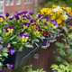Takšen je to sezono trend sajenja balkonskega cvetja