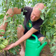 Vrtnarski nasveti: Vzgoja plodovk