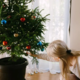 Božično drevesce v loncu? Tako ga ohranite zdravega do pomladi