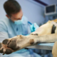 Se veterinarska dežurstva ukinjajo? To nova pravila pomenijo za lastnike živali