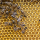 Čebelarski praznik in svetovni dan čebel