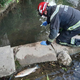 Zaradi tekstila v kanalizacijski cevi poginile ribe v Pšati