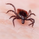Nadležni mrčes: komarji in klopi prenašajo bolezni