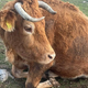 Odvzeto govedo selijo na Dolenjsko. Bodo lastniki ob subvencije?