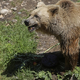 Italija bi po smrti mladega tekača k nam premestila nekaj medvedov
