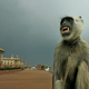 VARNOSTNI UKREPI PRED VRHOM G20 V INDIJI: Udeležence bodo med drugim varovali tudi profesionalni oponašalci opic