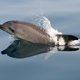 Umetna inteligenca za prepoznavanje kitov in delfinov