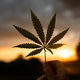 Konoplja ali Cannabis sativa: Najstarejša udomačena rastlina?