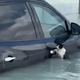 Poplave v Dubaju: obupana mačka kot zvezda družbenih omrežij