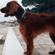 Obvezna oprema lastnika psa v Piranu po novem vrečka in voda