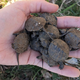 Krajinski park Ljubljansko barje: Izsledili in zaščitili deset želvjih gnezd