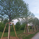 Šmartinski park: Presajena drevesa so ozelenela