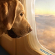 Mednarodni let za psa stane 8000 dolarjev