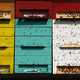 Svetovni dan čebel: brez njih se nam ne bi dobro godilo