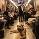 Pasji potepuh po Carigradu brezplačno z javnimi prevozi