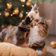 Božično drevesce in vaša mačka: napaka z okraski, ki pa je lahko usodna