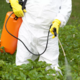 Glifosat: po 25 letih preklicali študijo, ki je jamčila za varnost herbicida