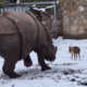 (VIDEO) Neverjeten prizor: majhen muntjak napadel 1,7-tonskega nosoroga