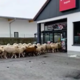 50 ovac vdrlo v trgovino: kupci bežali, živali pa so se lotile nakupovanja