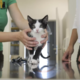 Piškavi odziv veterinarjev na ponujene evre: država iskala 17 izvajalcev, prijavili so se le trije