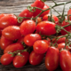 Okužen češnjev paradižnik iz Sicilije tudi v Sloveniji, v Italiji več kot 100 okužb s salmonelo