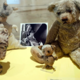 Christopher Robin ni živel pravljičnega otroštva: resnična zgodba dečka iz knjig o medvedku Puju