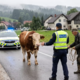 »Na pomoč, napada me krt!«: ko slovenska policijska kronika prehiti še filmske komedije