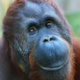Če se smejejo, hrana orangutanom bolj tekne