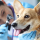 Na javno naročilo za financiranje stalne veterinarske pripravljenosti prispele tri prijave