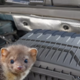 (VIDEO) Podgane, kune in veverice na pohodu: živali uničujejo in celo zažigajo avtomobile