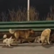 (VIRALNI VIDEO) Corgi »Bajsi« svoje štirinožne prijatelje varno popeljal domov
