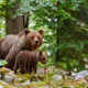 Najvišje lansko število medvedov v Sloveniji ocenjeno na nekaj nad 950