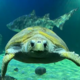 Želva Molly se po 22 letih iz akvarija vrača v ocean