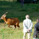Bongo antilope s Češke na pomoč svojim sorodnikom v Keniji, ki jih je manj kot sto