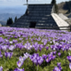 Vijolična čarovnija na planini: cvetenje žafranov in opomnik obiskovalcem