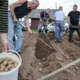 V Savljah sadili najboljšo sorto za praženi krompir