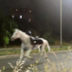 (VIDEO) Stampedo v Rimu: ognjemet sprožil beg vojaških konj po mestu