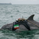 Iran zaradi blokade grozi z minonosnimi delfini in prekinitvijo interneta