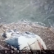 Mama štorklja sredi neurja nad mladiči razprla krila