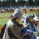 Temna plat vzreje: Psi iz laboratorijskega pekla so po letih trpinčenja prvič stopili na travo