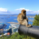 Opice iz Gibraltarja razvile lasten program za razstrupljevanje