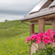 Vino in turizem Valdhuber: Kosilo nad vinogradi v Svečini