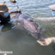 TRAGIČEN RAZPLET V SEČI: Onemogla delfinka izgubila življenje v naročju raziskovalcev (FOTO)