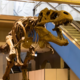 Najdražji dinozaver v zgodovini dražb: muzeji se ne morejo več kosati z bogataši