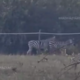 Na posestvu, povezanem z Orbanovim krogom, poginile štiri zebre, primer preiskuje policija