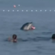 (VIDEO) Delfin, ki se pri Maslenici žoga s kopalci, ni tako nedolžen, svarijo strokovnjaki