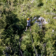 Zipline na Bovškem: Mladi Čeh prepozno zaviral in z glavo trčil v vejo