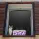 Golobova vlada je za sofinanciranje čipiranja mačk obljubila 4,5 milijona evrov, zagotovila pa precej manj